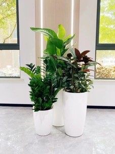 发现奉化花木租摆，解锁绿植租赁新体验亡