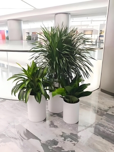 宁波北仑花木出租方案